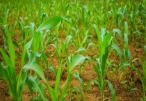 农大372包装袋有几种