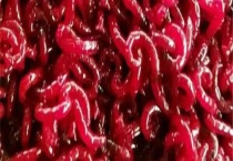 养殖红虫的方法，红虫养殖要注意什么