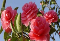 茶花叶子长黑斑怎么办？茶花叶子长黑斑的原因？