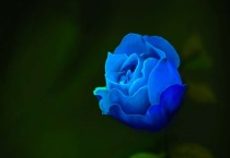 蓝玫瑰送什么人