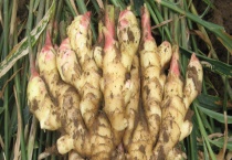 2021年生姜的种植前景及利润分析 发展趋势