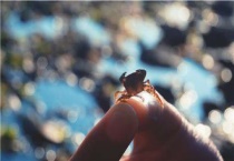 小螃蟹吃什么？