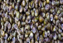 螺蛳吃什么 附螺丝的生活习性