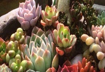 多肉植物可以放卧室吗？多肉植物能晒太阳吗？