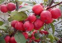 贵人果是什么果树