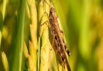 蝗灾怎么形成的