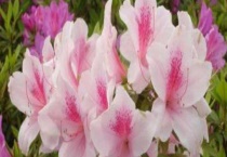 杜鹃花的养殖方法和注意事项 附其盆土要求