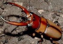 哪些昆虫有盔甲