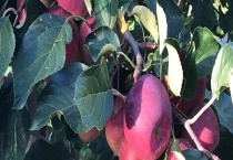 龙丰果是苹果吗？