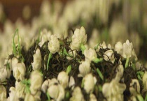 茉莉花茶产地在哪里 种类有哪些？