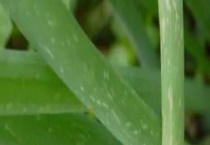 大葱霜霉病的防治方法 附危害症状和发生规律