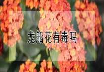 龙船花有毒吗？