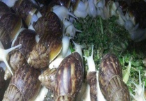 白玉蜗牛养殖的经济价值 主要从三方面来分析