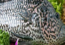 龙趸鱼是淡水养殖吗？