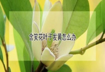 含笑花叶子发黄怎么办？