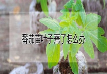 番茄苗叶子蔫了怎么办？