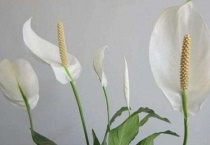 一帆风顺花的寓意