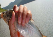 什么饵料可钓红尾 附红尾的三种钓法