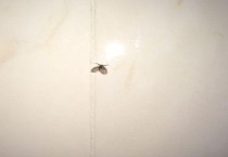 卫生间小飞虫哪里来的