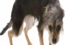 狗的尾巴的作用是什么 有多长寿命