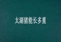 太湖猪能长多重