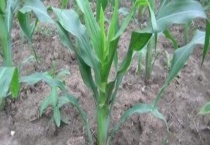 玉米粗缩病的症状及防治方法 附危害及特点
