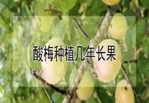 酸梅种植几年长果