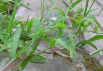 牛筋草和马唐有什么不同 附马唐形态特征