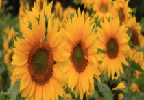 向日葵什么时候开花 附向日葵的地理分布