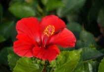 扶桑花有小白虫偏方