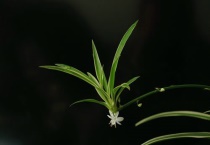 吊兰可以地栽吗？