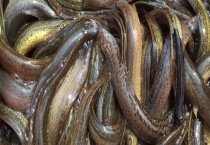 泥鳅鳃霉病防治技术 症状是什么？