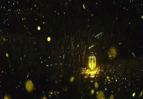 萤火虫较佳观赏时间