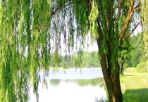 柳树什么时候开花 附柳树的药用价值