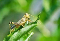 专门吃蝗虫的是什么鸟