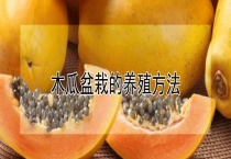 木瓜盆栽的养殖多久？