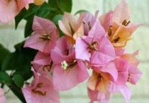 七彩变色龙花怎么养