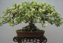 金枝玉叶就剩杆了怎么办？