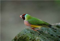 七彩文鸟好养吗？