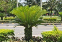 怎么知道铁树死没死