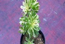 艳日伞和艳日辉的区别？