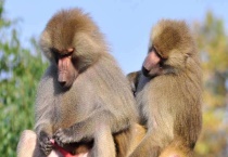 狒狒是什么动物