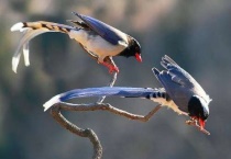 怎样才能把更多的花喜鹊吸引过来呢