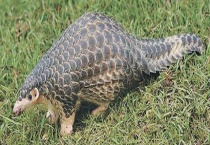 穿山甲为中间宿主的意义是什么 这个伟大发现有什么影响