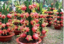 火龙果树盆栽怎么养