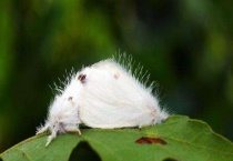 美国白蛾的防治方法 人工、物理、生物、药物防治