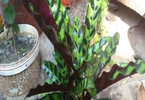 猫眼竹芋长不高怎么办？