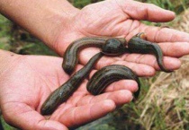 蚂蟥和水蛭的区别？