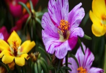 小太阳花有毒吗？