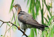 杜鹃吃什么食物 附常见的种类介绍